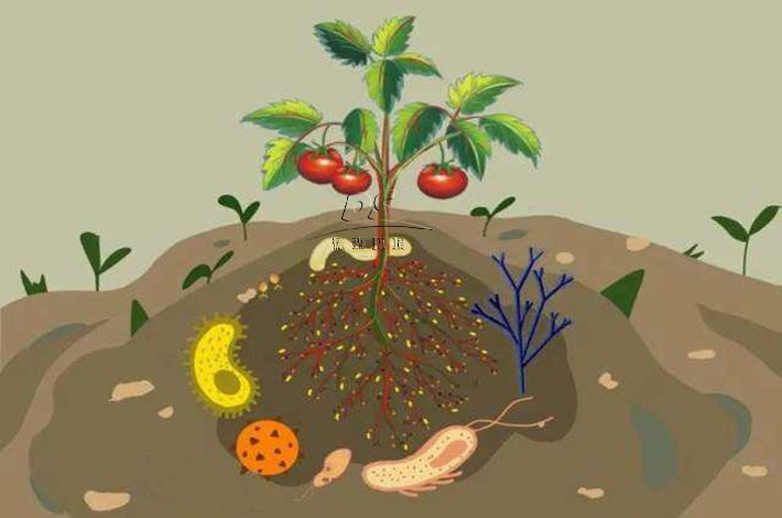 土壤生态系统